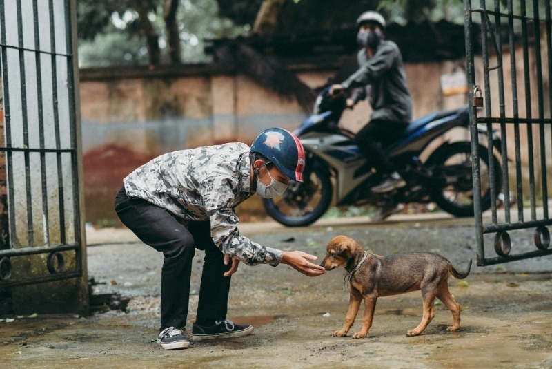 Mộng thấy con chó hay cắn mình bị trộm